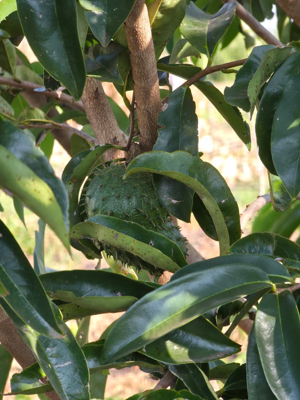 Indigenous Herbal and Botanical Garden